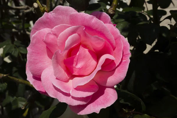 Pink rose isolated on black with drops of water — Stock Photo, Image