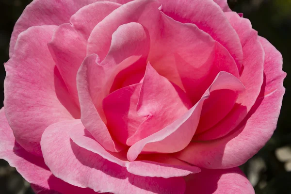 Rosa rosa isolata su bianco con gocce d'acqua — Foto Stock