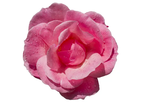Rosa rosa isolata su bianco con gocce d'acqua — Foto Stock