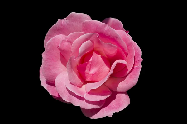 Rosa Rose isoliert auf schwarz mit Wassertropfen — Stockfoto