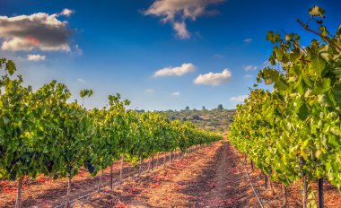 Yeşil bağ ve İsrail HDR mavi gökyüzü