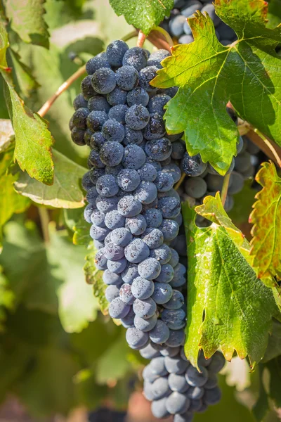 Green vineyard and blue sky in Israel HDR — Stock Photo, Image