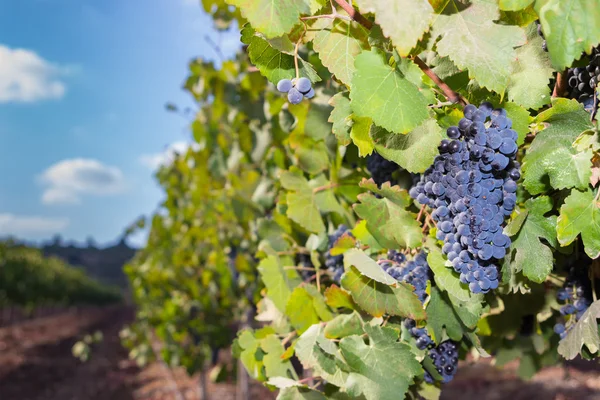 Green vineyard and blue sky in Israel HDR — Stock Photo, Image