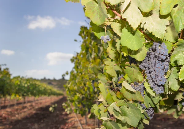 Green vineyard and blue sky in Israel HDR — Stock Photo, Image