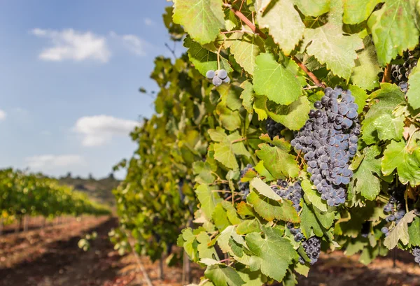 Groene wijngaard en blauwe hemel in Israël hdr — Stockfoto