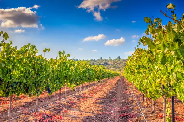 Groene wijngaard en blauwe hemel in Israël hdr — Stockfoto