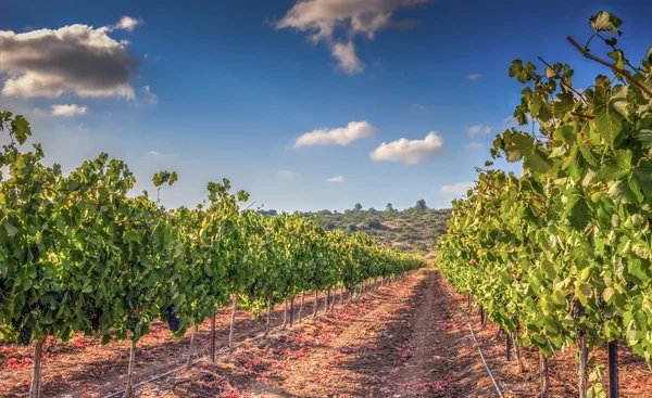 Groene wijngaard en blauwe hemel in Israël hdr Rechtenvrije Stockafbeeldingen