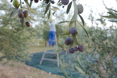 Olgun siyah zeytin ve çiftçi arka planı zeytin hasat ediyor.