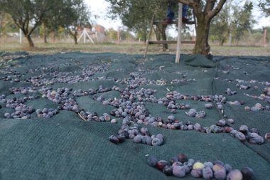 Olgun siyah zeytin ve çiftçi arka planı zeytin hasat ediyor.