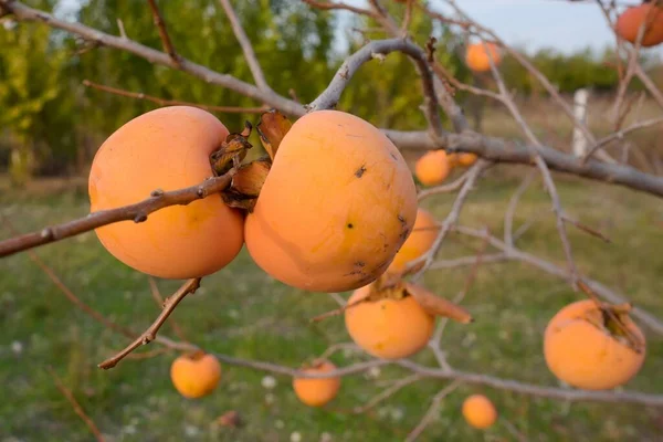 Ripe Persimmon Fruit Tree Branch — Stock Photo, Image