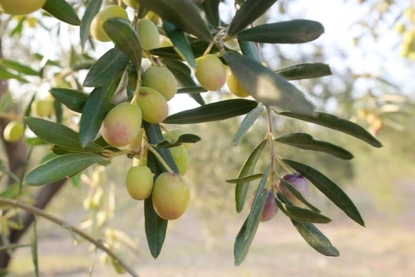 Oliventrær Modne Oliven Tregrenen – stockfoto