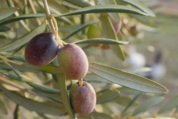 Ağaç dalında zeytin ağaçları ve olgun zeytinler