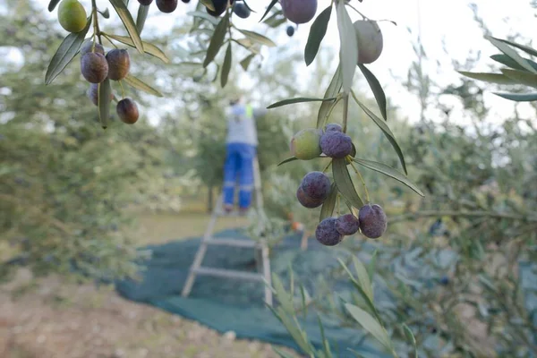 Olgun siyah zeytin ve çiftçi arka planı zeytin hasat ediyor.