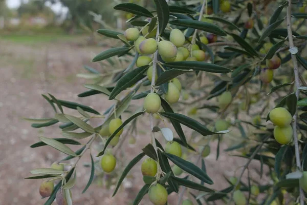 Oliventrær Modne Oliven Tregrenen – stockfoto