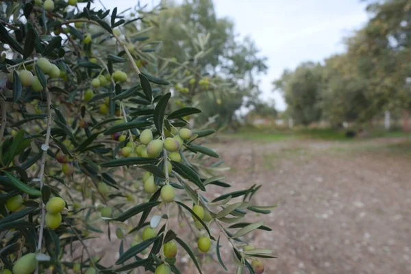 Olive Trees Ripe Olives Tree Branch — Stock Photo, Image