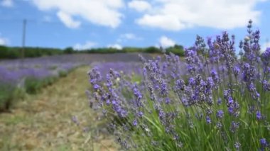 Bulutlu gökyüzü ve mavi lavanta tarlası rüzgarlı bir günde