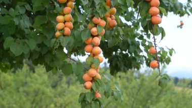 Ağaçta olgun kayısılar