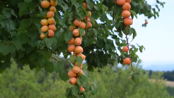树上成熟的杏树 — 图库视频影像