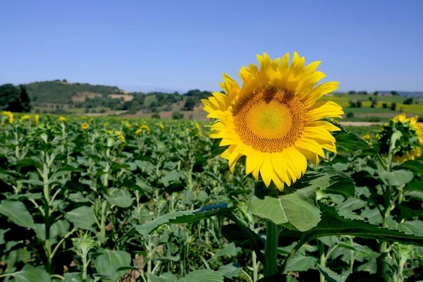 Sonnenblume Nahaufnahme Und Blauer Himmel Hintergrund — Stockfoto