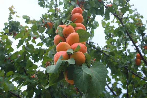 Background Fresh Apricots Branch — Stock Photo, Image