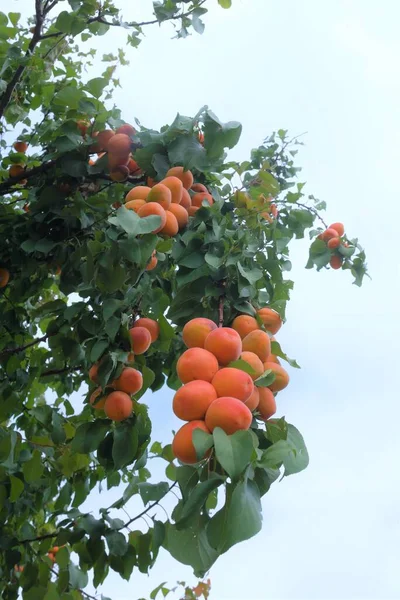 Background Fresh Apricots Branch — Zdjęcie stockowe