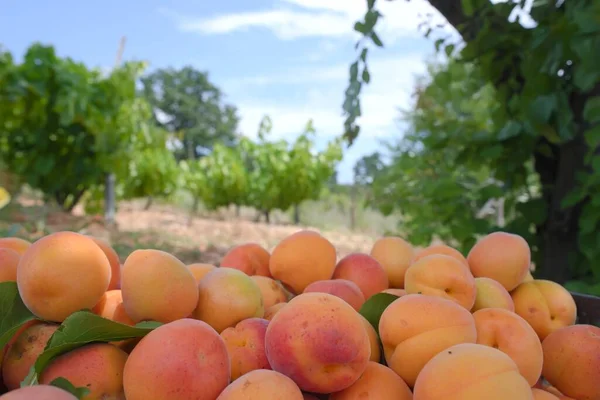 Fresh Apricots Picked Branch — Zdjęcie stockowe