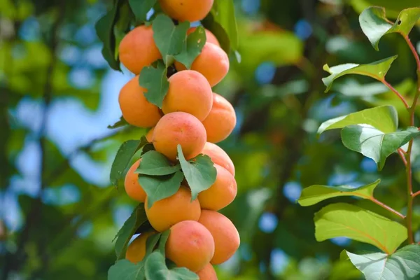 Background Fresh Apricots Branch Royaltyfria Stockbilder