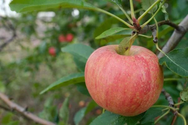 Dojrzałe Czerwone Jabłka Drzewie — Zdjęcie stockowe