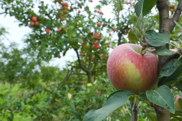 Mogna Röda Äpplen Trädet — Stockfoto