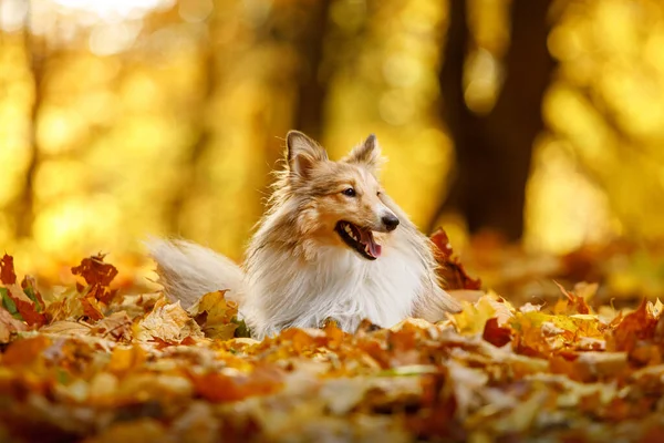 Il cane di sheltie rossiccio in foglie di autunno — Foto Stock