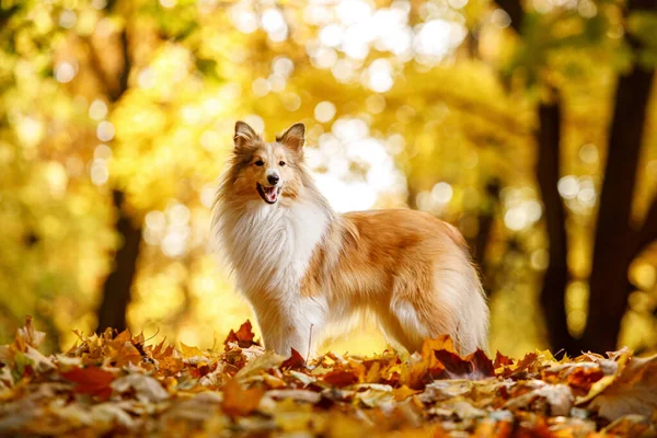Il cane di sheltie rossiccio in foglie di autunno — Foto Stock