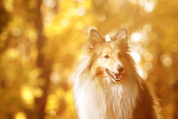 Herfst portret van een gember Sheltie hond. — Stockfoto