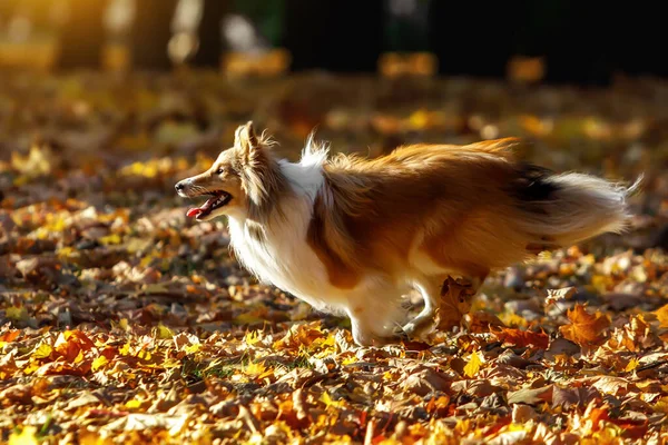 Lo zenzero Sheltie cane sta correndo attraverso le foglie autunnali — Foto Stock