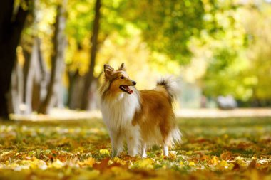 Sonbahar yapraklarındaki kırmızı köpek.