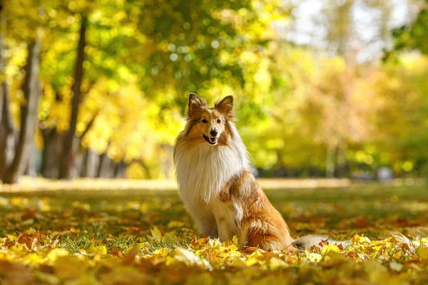 Czerwony Pies Jesiennych Liściach — Zdjęcie stockowe