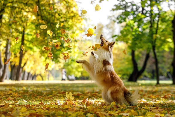 Cão Gengibre Pega Folhas Outono Parque Brincando Com Animal Estimação — Fotografia de Stock