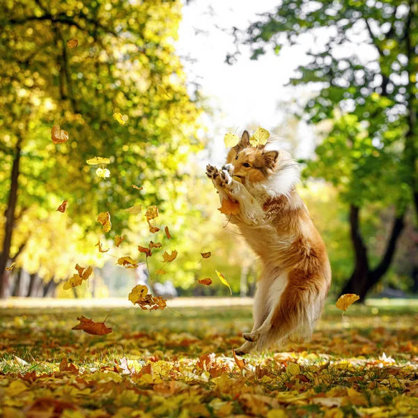 Cão Gengibre Pega Folhas Outono Parque Brincando Com Animal Estimação — Fotografia de Stock