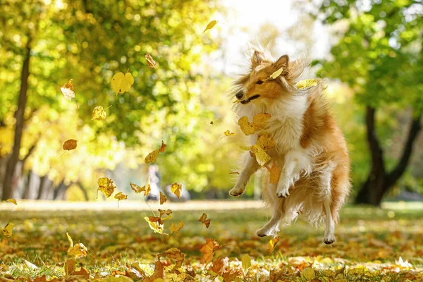 Рыжая Собака Ловит Осенние Листья Парке Игра Домашним Животным — стоковое фото
