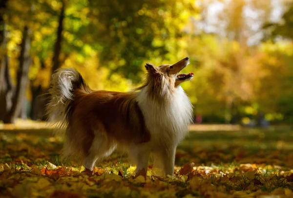 Czerwony Pies Jesiennych Liściach — Zdjęcie stockowe