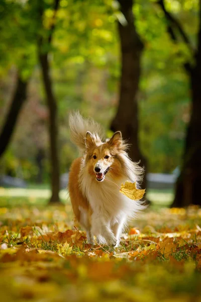 Cane Rosso Foglie Autunno — Foto Stock