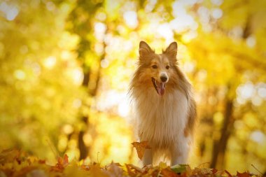 Sonbaharda parkta sarı ve turuncu yapraklı köpek. Evcil hayvan. Sheltie - Shetland çoban köpeği