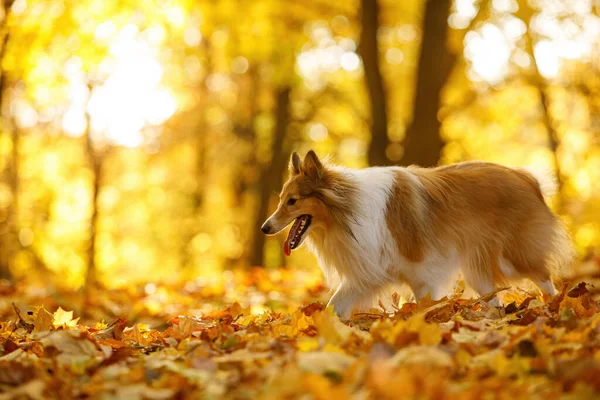 Hund Den Gelben Und Orangen Blättern Herbst Park Haustier Für — Stockfoto