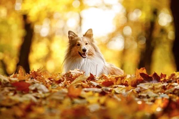 Pies Żółtych Pomarańczowych Liściach Jesienią Parku Pet Spacer Sheltie Owczarek — Zdjęcie stockowe