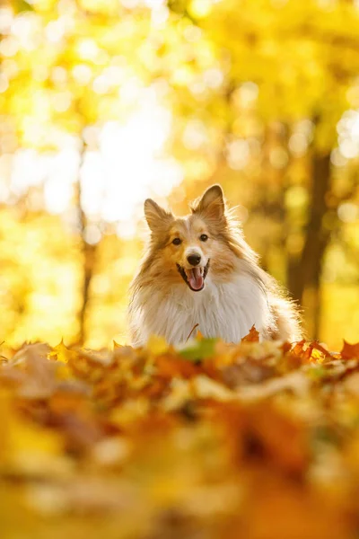 Rudy Pies Żółtym Pomarańczowym Liście Jesienią Parku Pet Spacer Sheltie — Zdjęcie stockowe