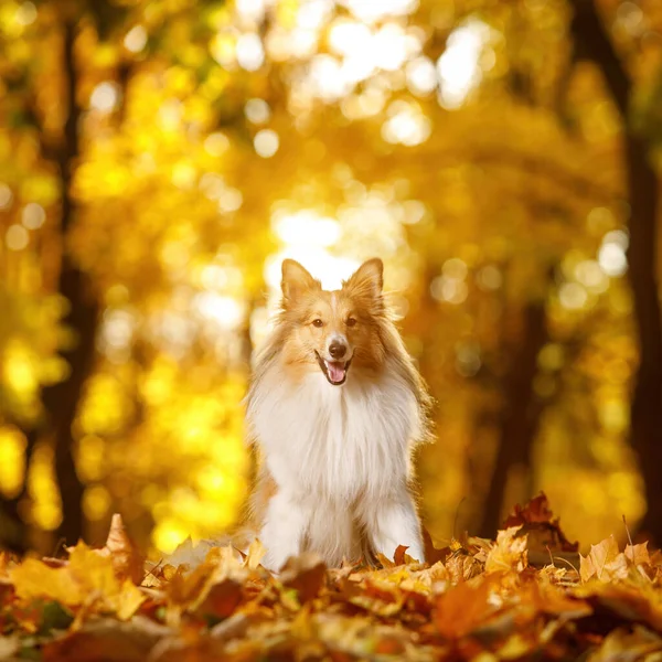 Rudy Pies Żółtym Pomarańczowym Liście Jesienią Parku Pet Spacer Sheltie — Zdjęcie stockowe