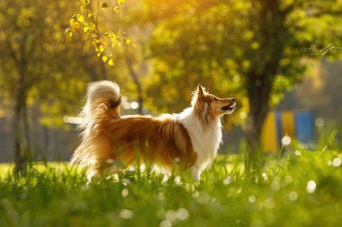 Parktaki kızıl köpek. Güneşli bir gün. Sheltie - Shetland çoban köpeği