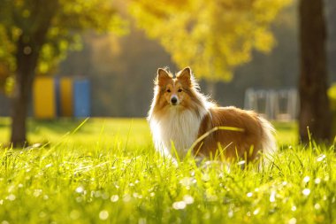 Parktaki kızıl köpek. Güneşli bir gün. Sheltie - Shetland çoban köpeği