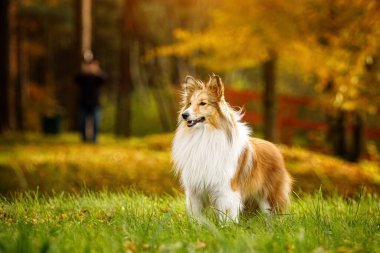 Sonbahar parkında kızıl köpek. Sheltie - Shetland çoban köpeği