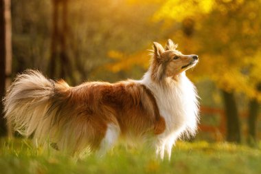 Sonbahar parkında kızıl köpek. Sheltie - Shetland çoban köpeği
