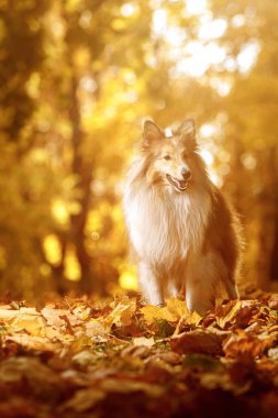 Sonbaharda parkta sarı ve turuncu yapraklı köpek. Evcil hayvan. Sheltie - Shetland çoban köpeği
